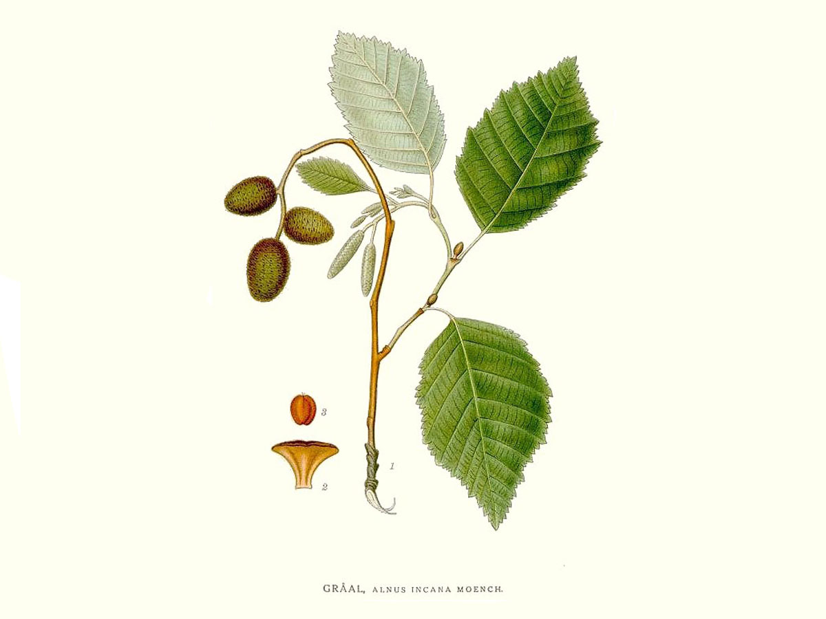 Бяла елша — Alnus incana
