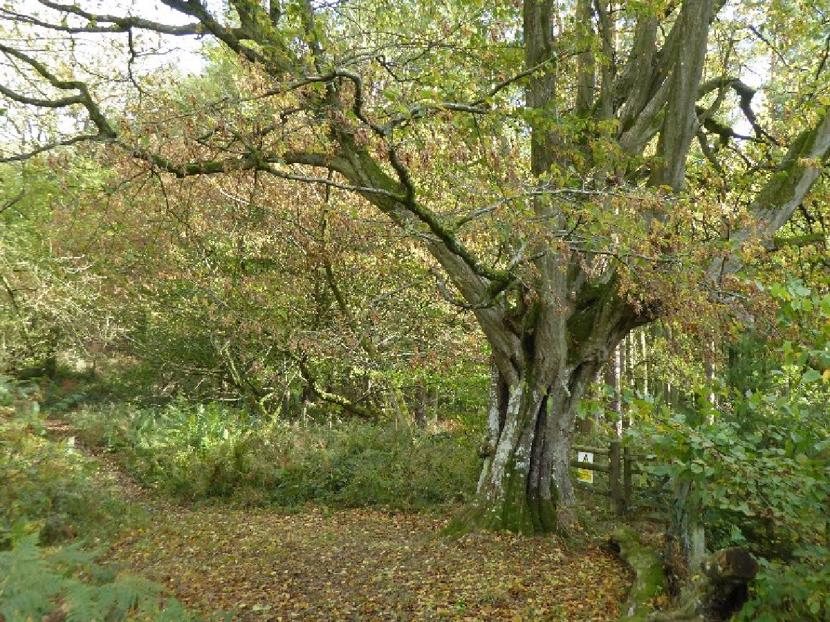 Габър — Carpinus betulus