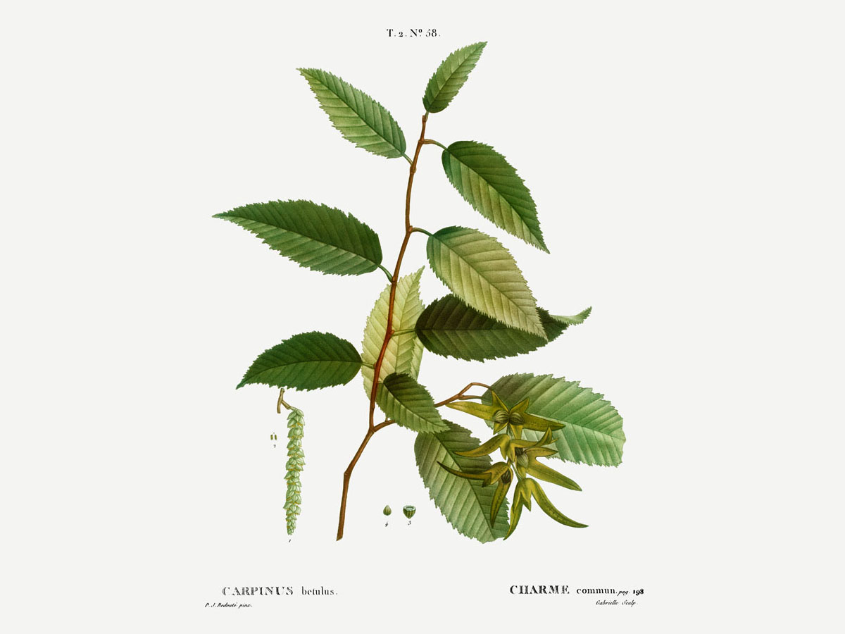 Габър — Carpinus betulus