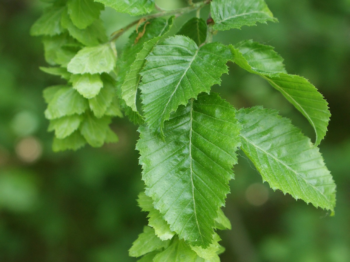 Келяв габър — Carpinus orientalis