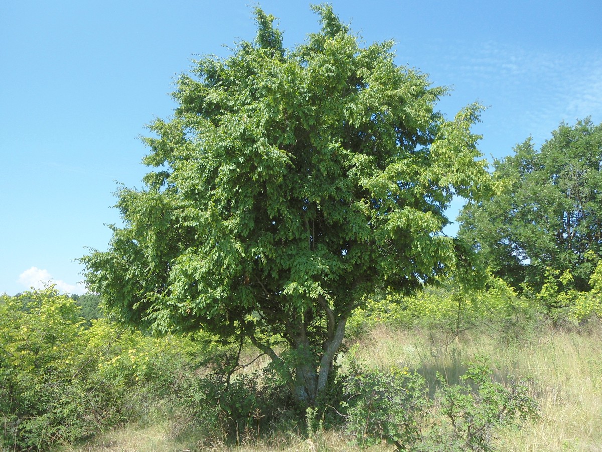 Келяв габър — Carpinus orientalis