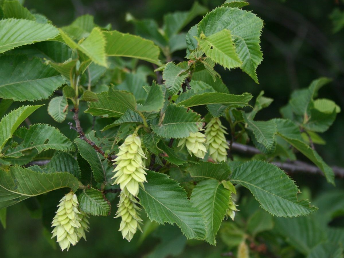 Воден габър — Ostrya carpinifolia
