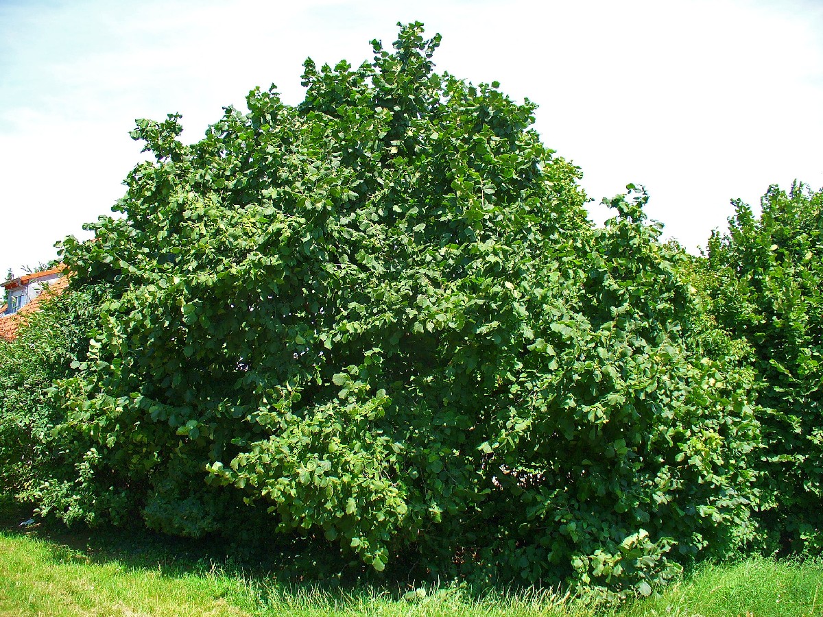 Леска — Corylus avellana