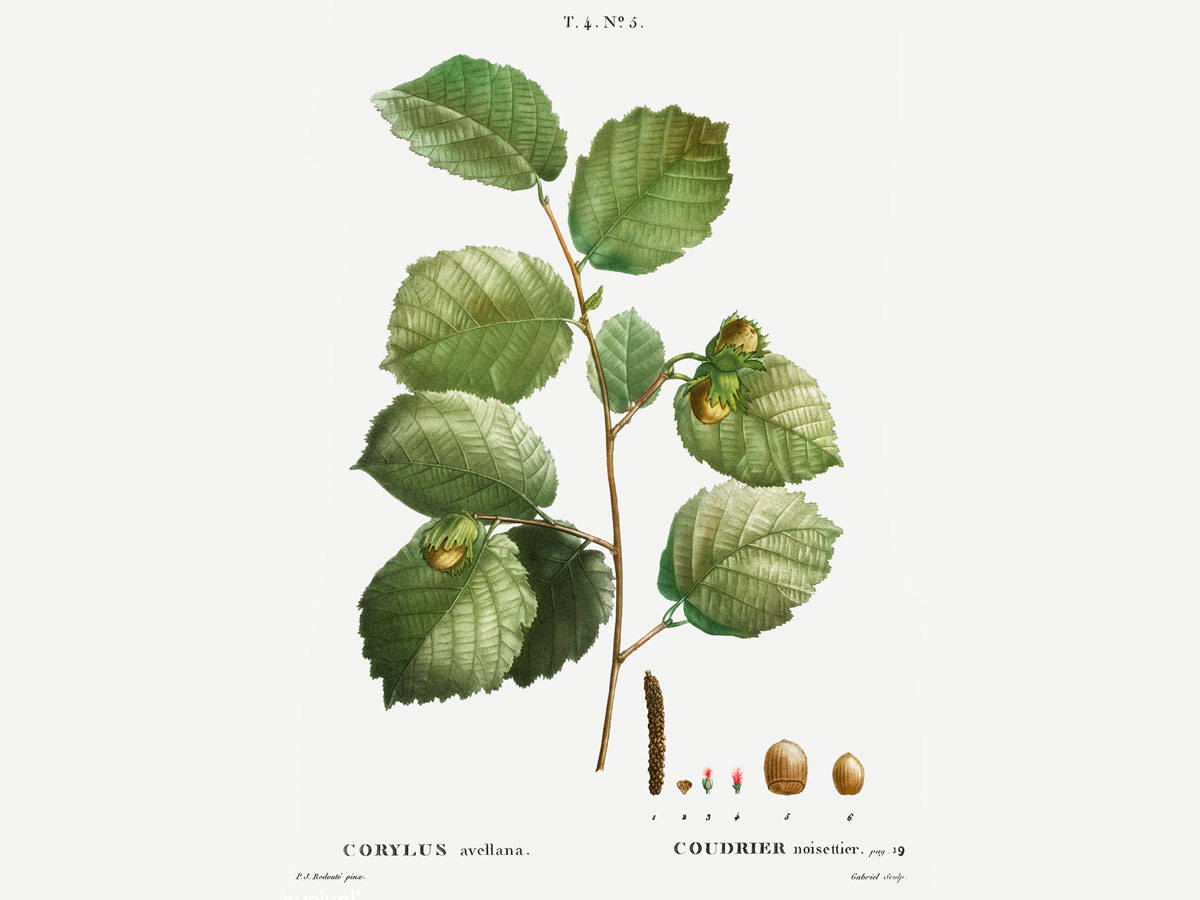 Леска — Corylus avellana