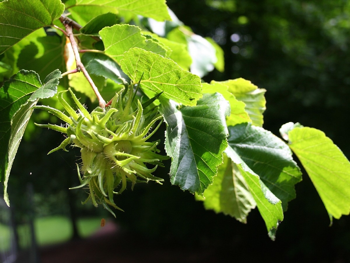 Дървовидна леска — Corylus colurna