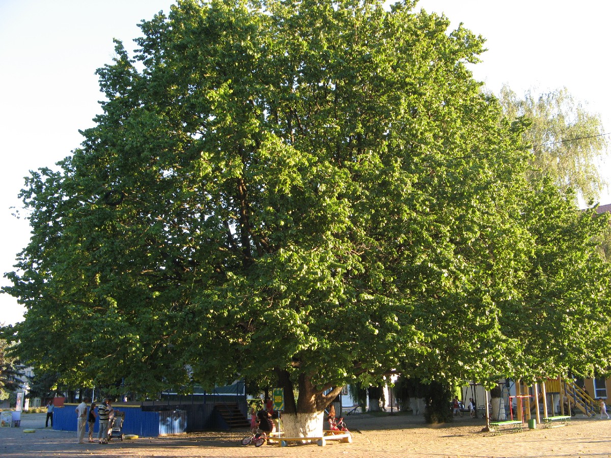 Дървовидна леска — Corylus colurna