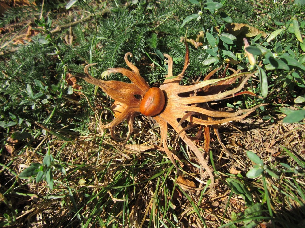 Цариградска леска — Corylus maxima