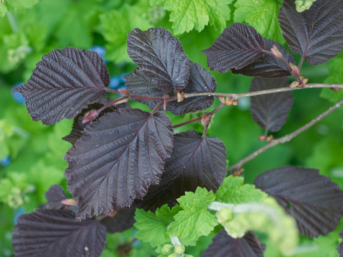 Цариградска леска — Corylus maxima