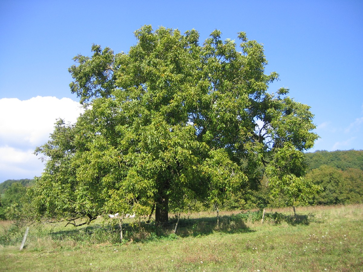 Орех — Juglans regia