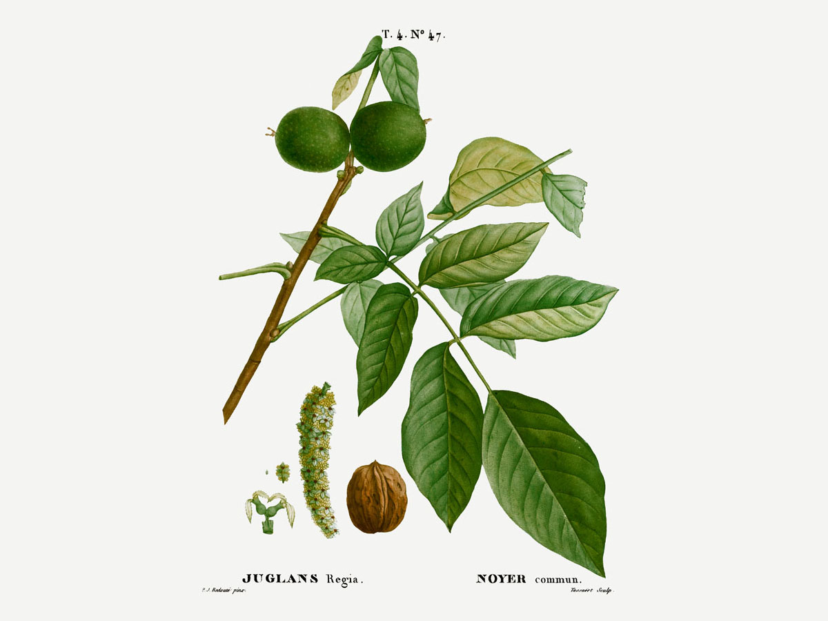 Орех — Juglans regia