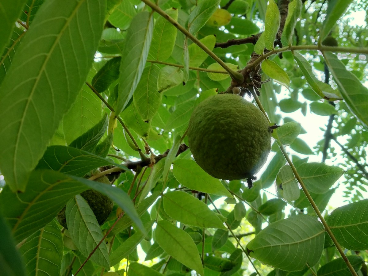 Черен орех — Juglans nigra