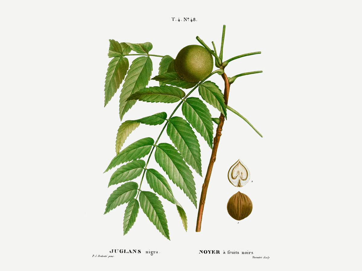 Черен орех — Juglans nigra