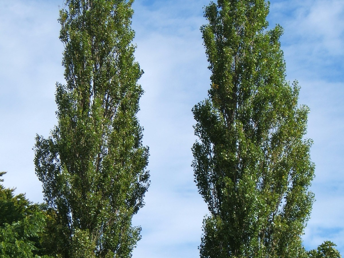 Черна топола — Populus nigra