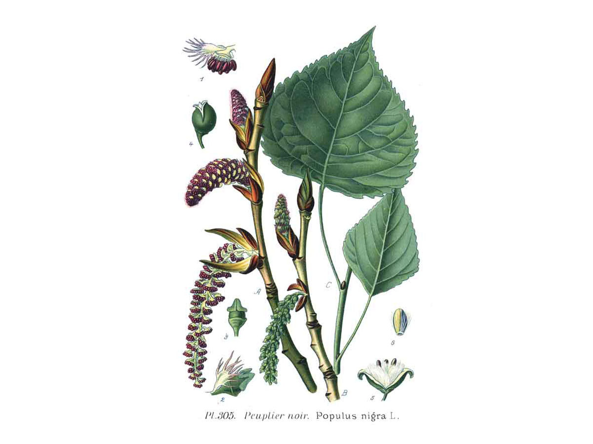 Черна топола — Populus nigra
