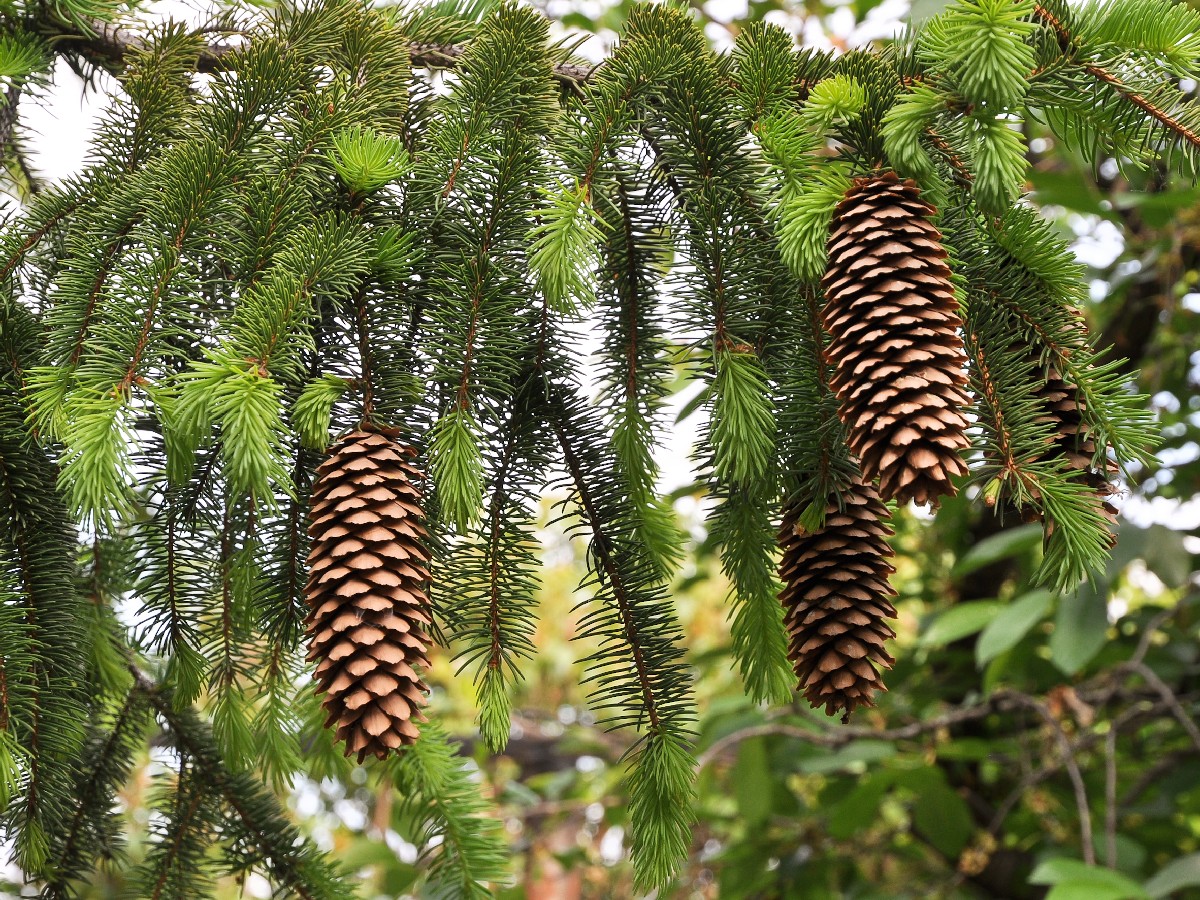 Смърч — Picea abies