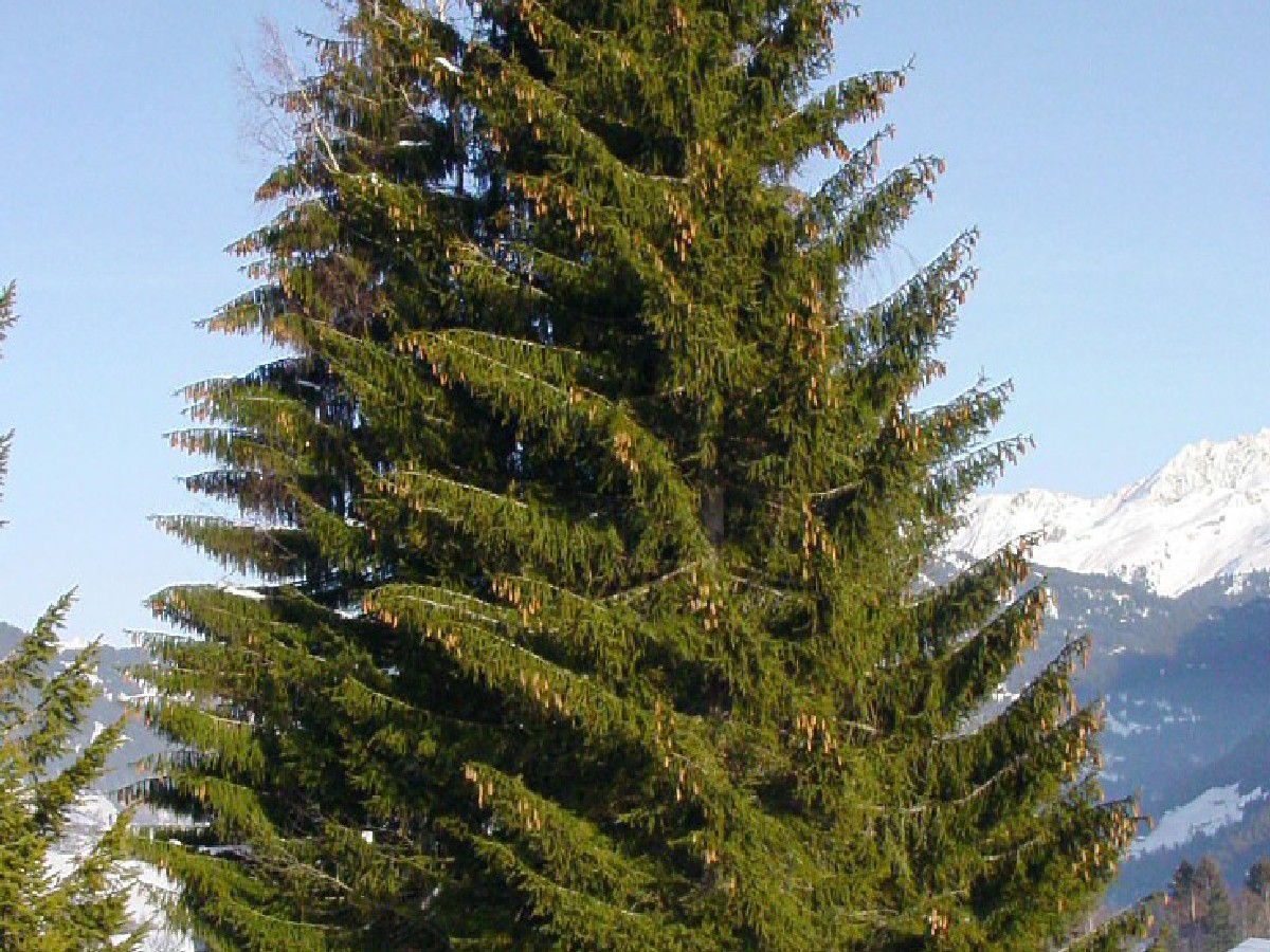 Смърч — Picea abies