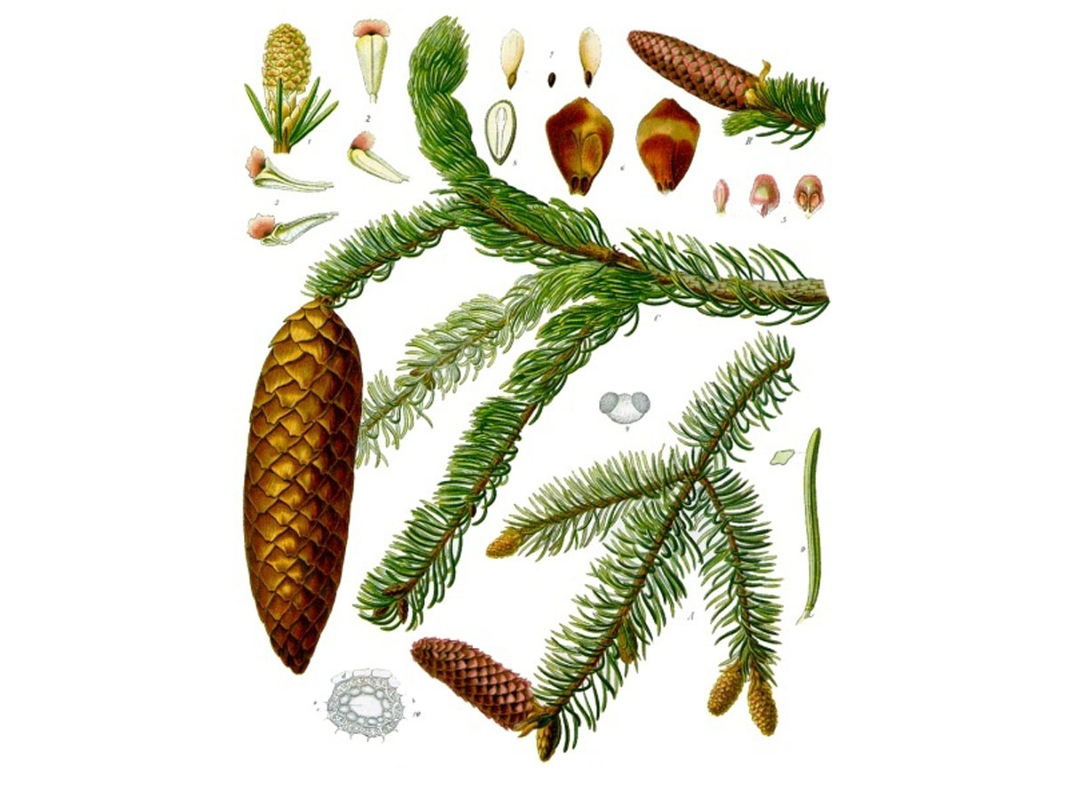 Смърч — Picea abies