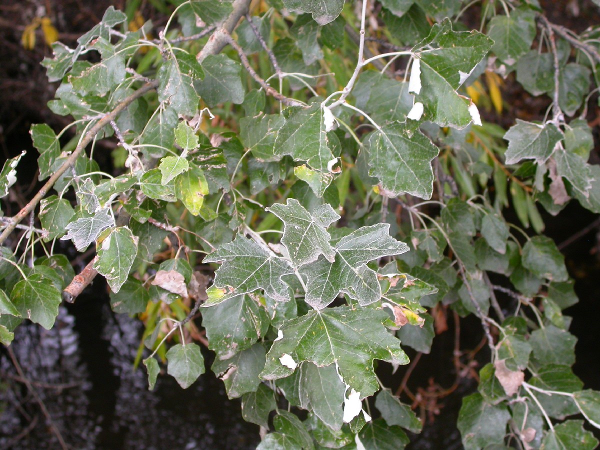 Бяла топола — Populus alba