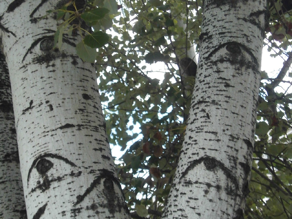 Бяла топола — Populus alba