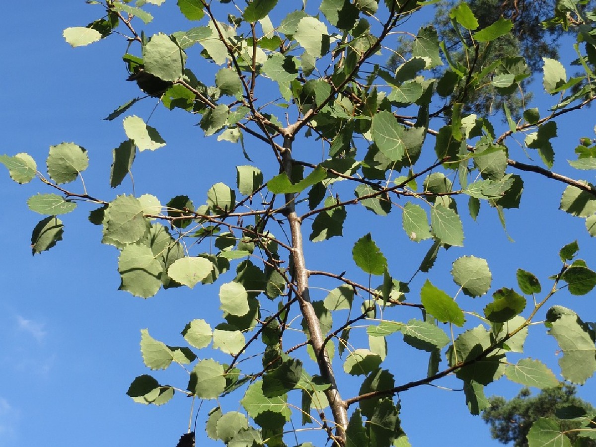 Трепетлика — Populus tremula