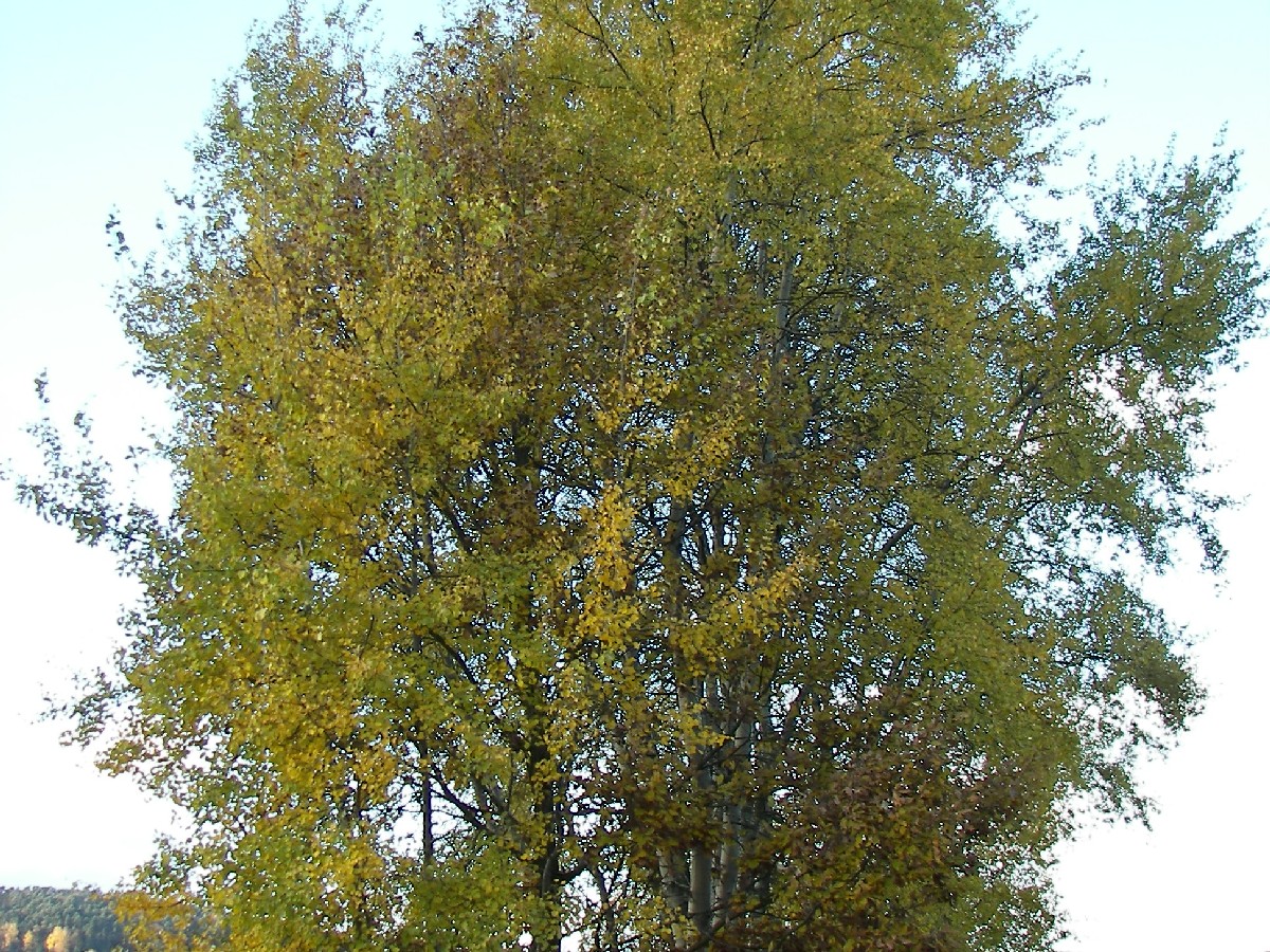 Трепетлика — Populus tremula