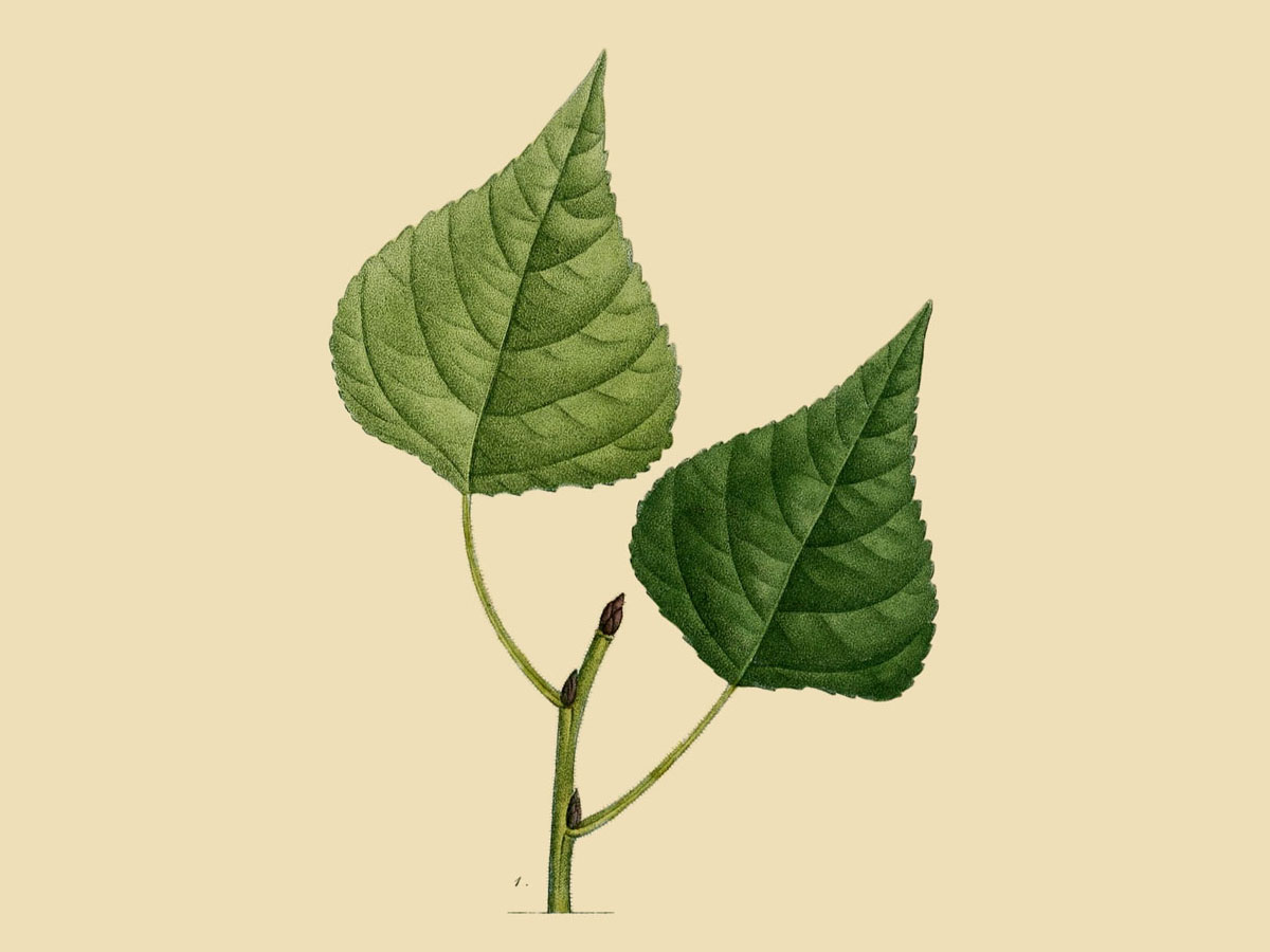 Делтоидна топола — Populus deltoides