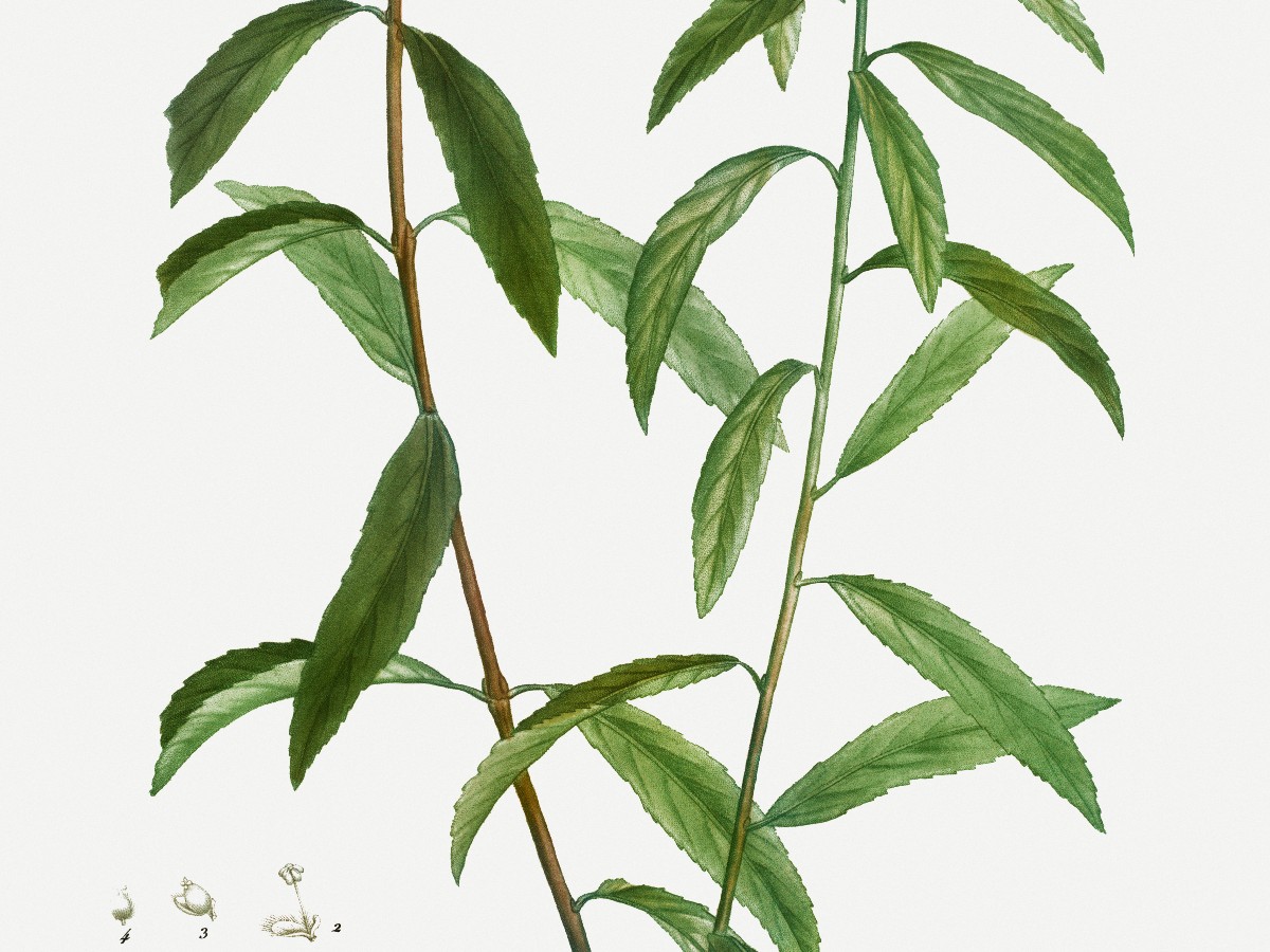Бяла върба — Salix alba