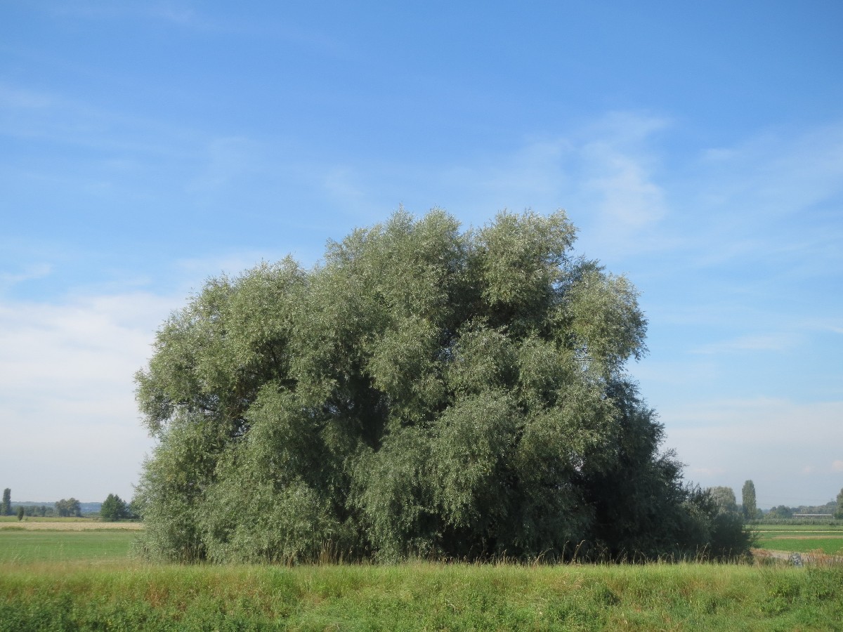 Бяла върба — Salix alba