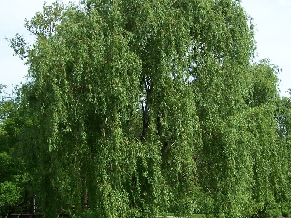 Бяла върба — Salix alba