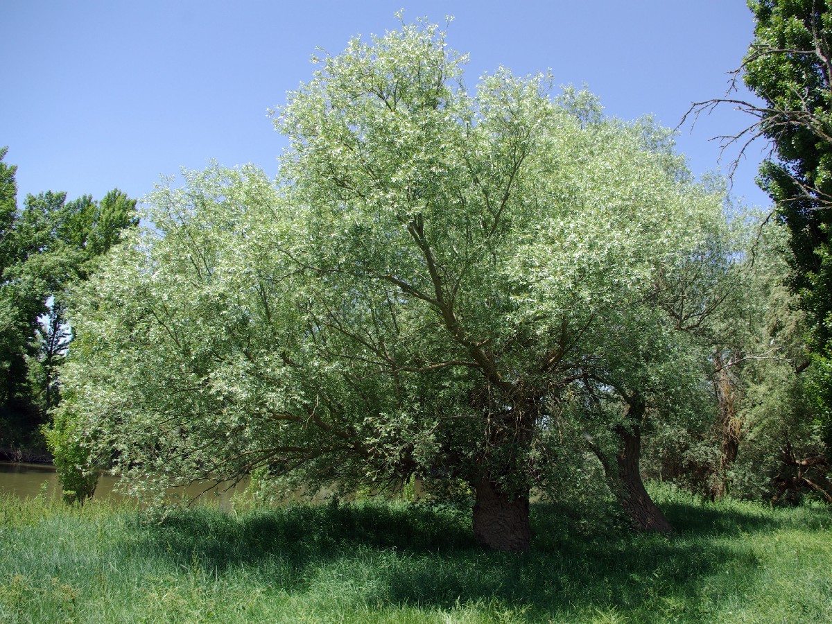 Крехка върба — Salix fragilis