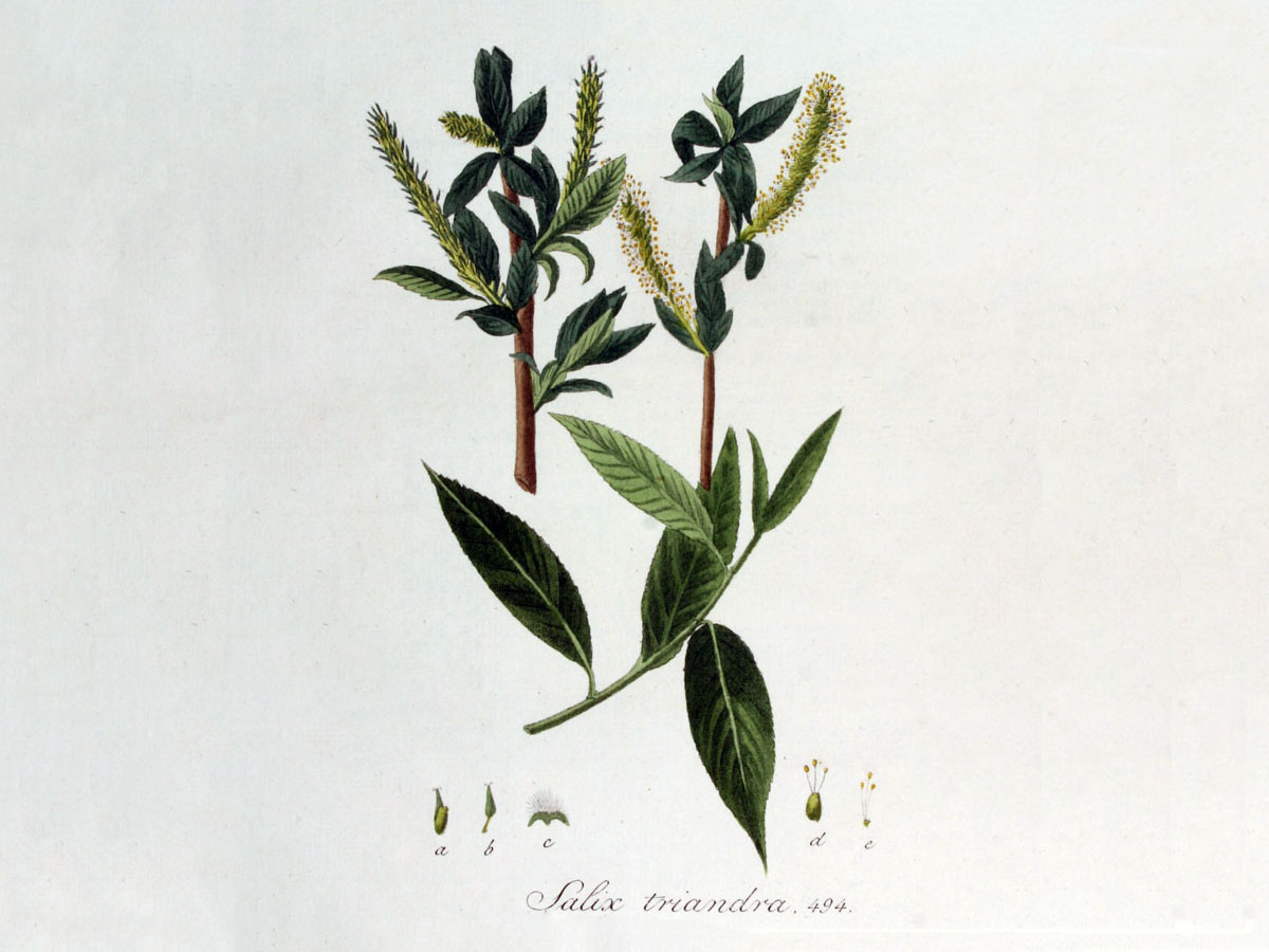 Тритичинкова върба — Salix triandra