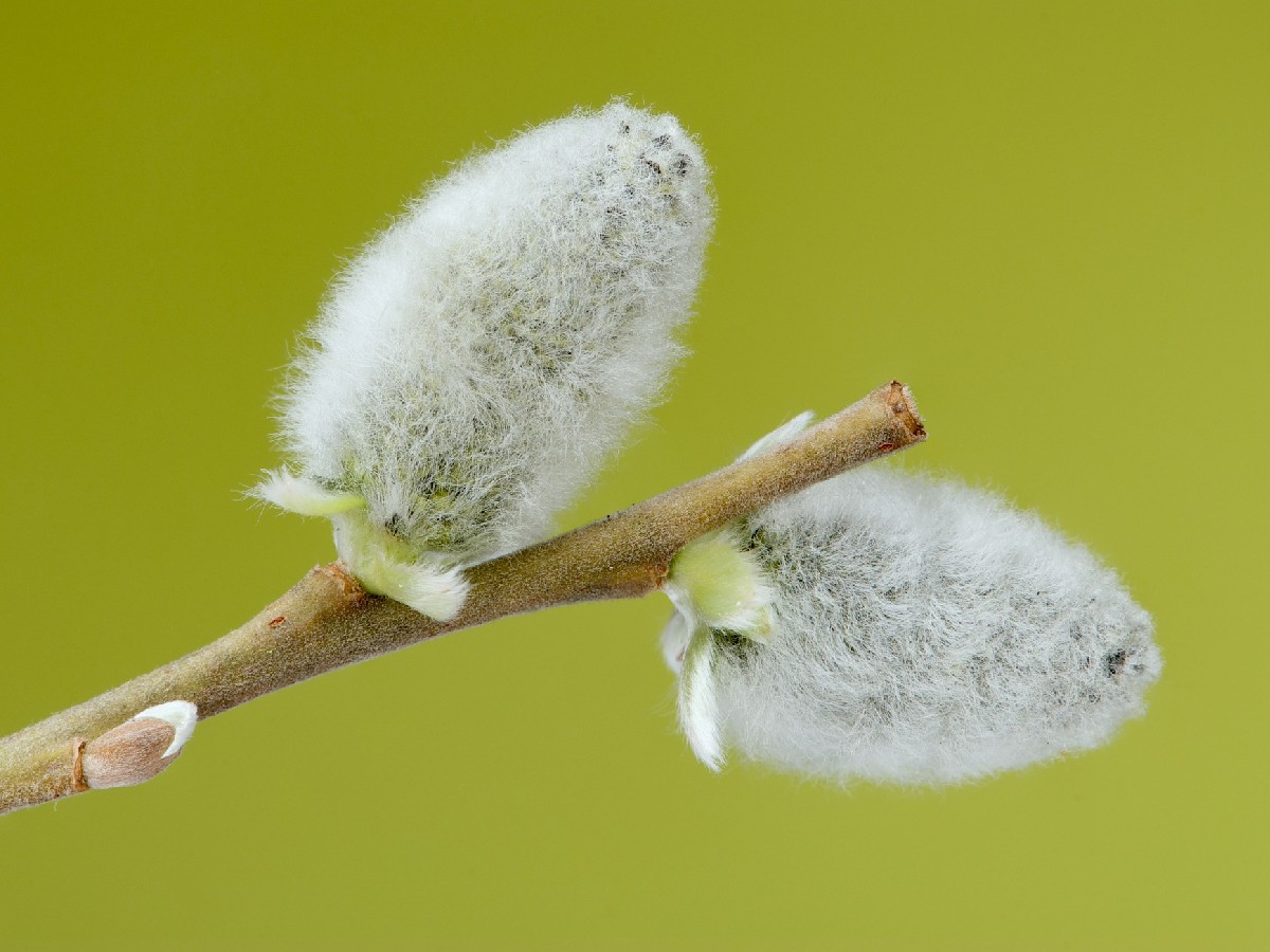 Ива — Salix caprea