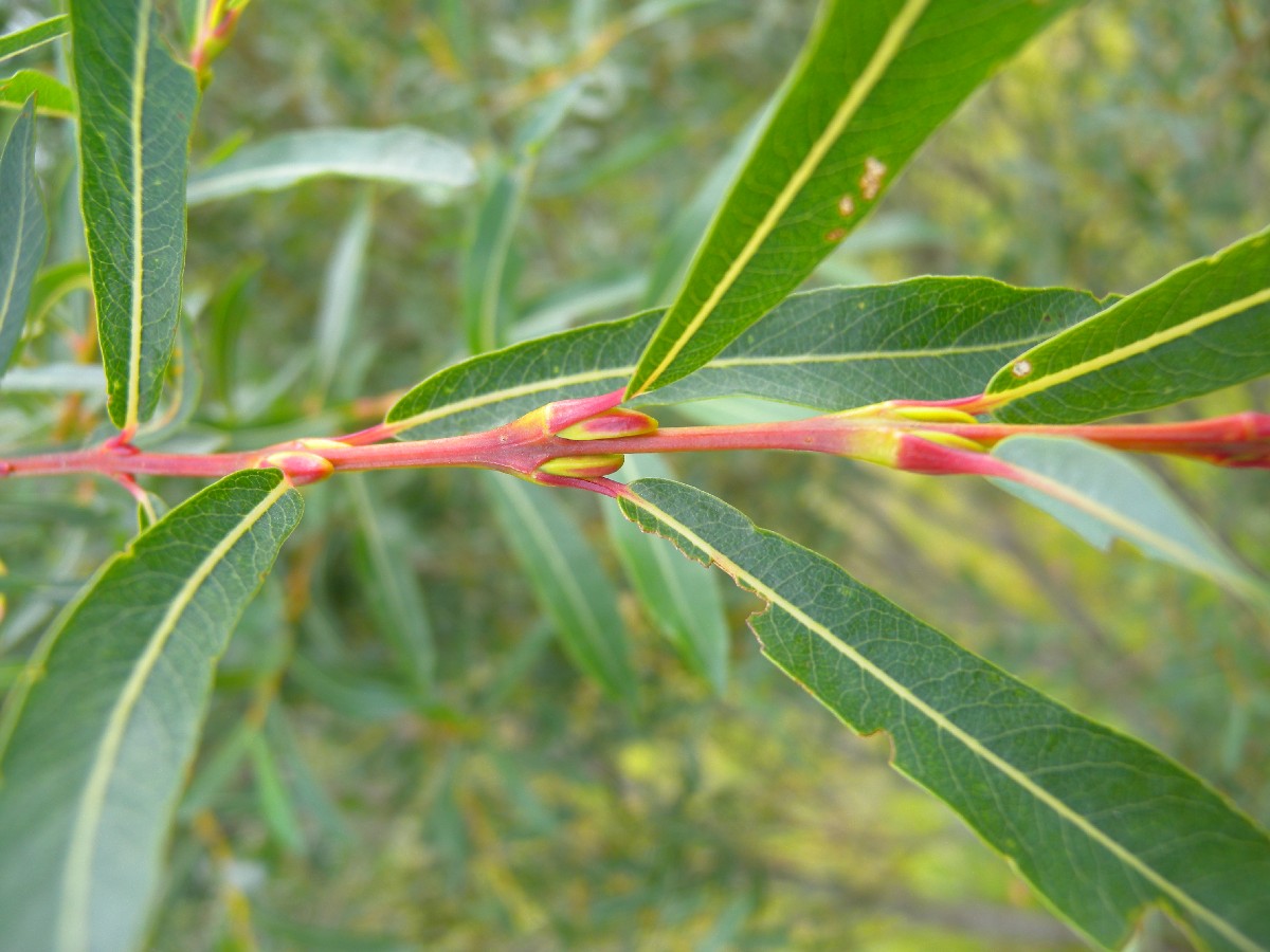 Червена върба — Salix purpurea