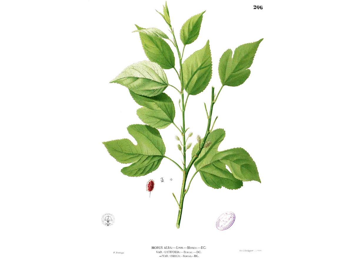 Бяла черница — Morus alba