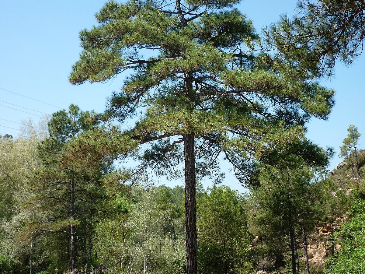 Алепски бор — Pinus halepensis