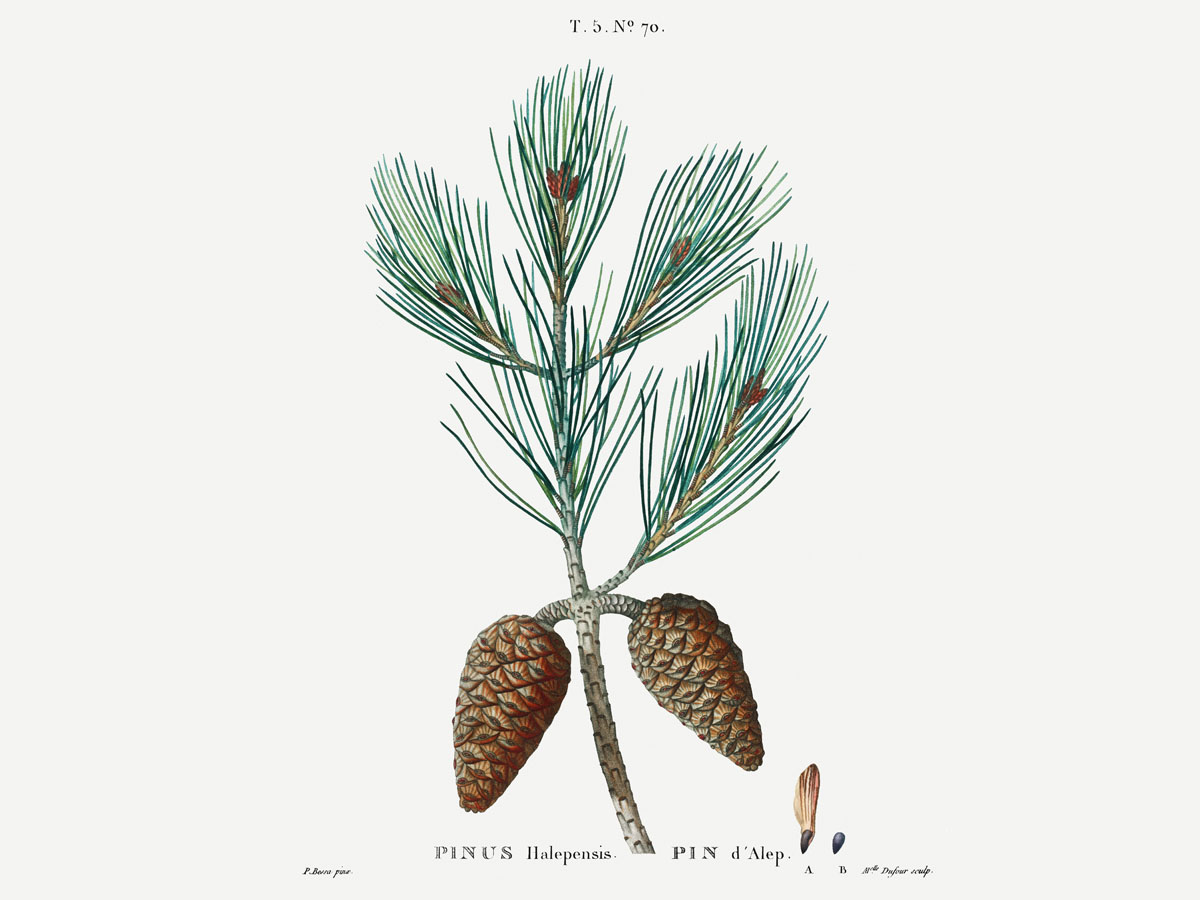 Алепски бор — Pinus halepensis