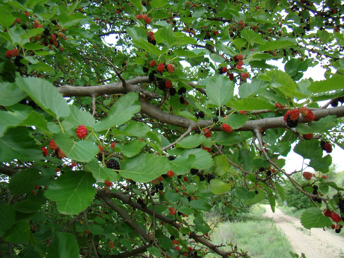 Черница — Morus nigra