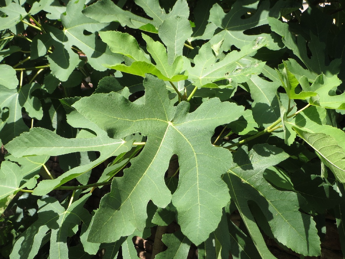 Смокиня — Ficus carica