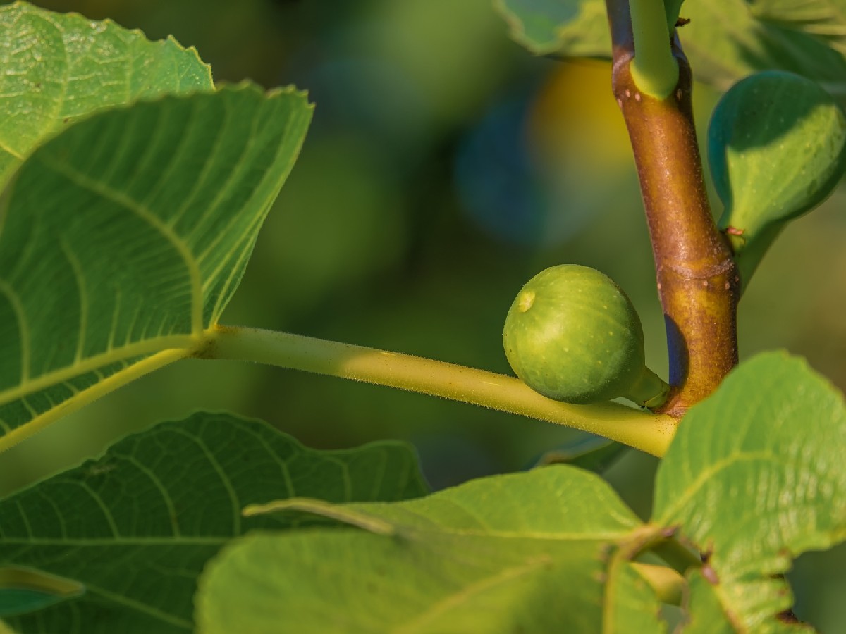 Смокиня — Ficus carica