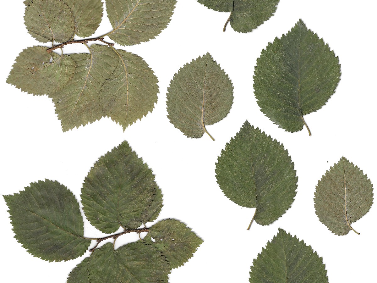 Полски бряст — Ulmus minor