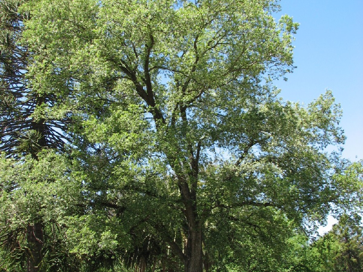 Полски бряст — Ulmus minor