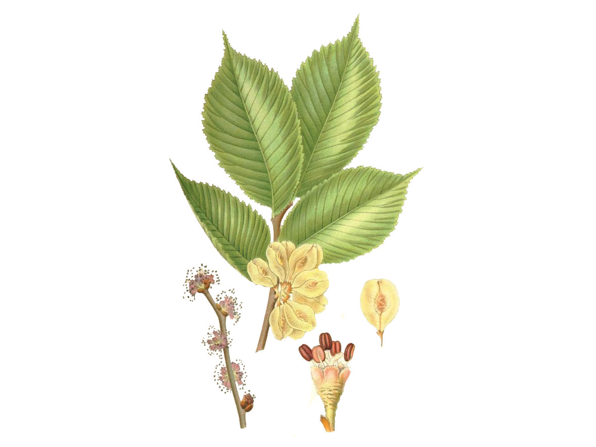 Планински бряст — Ulmus glabra
