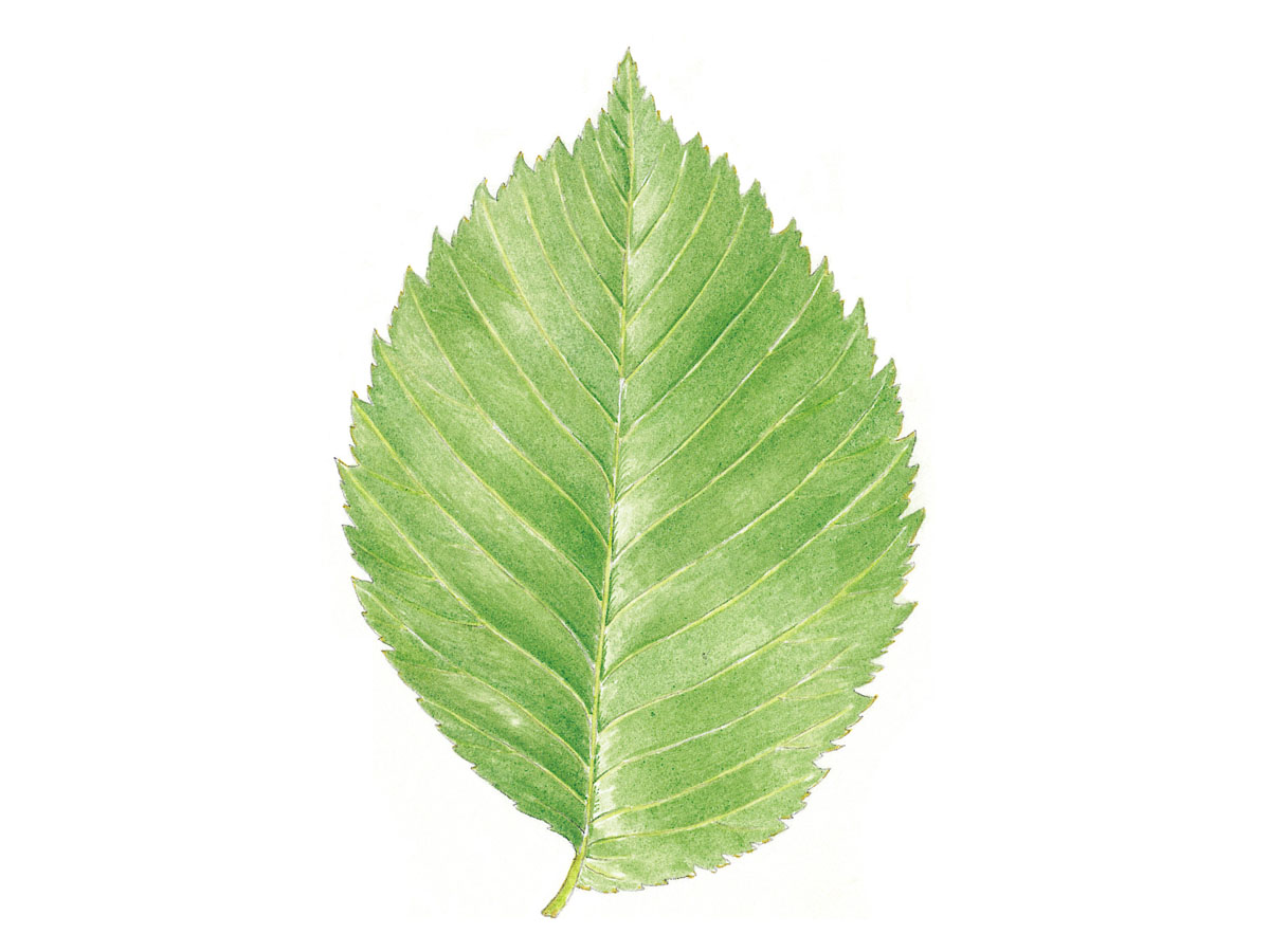 Бял бряст — Ulmus laevis