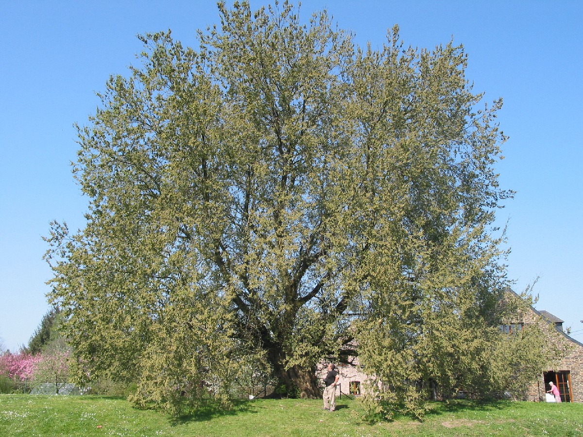 Бял бряст — Ulmus laevis