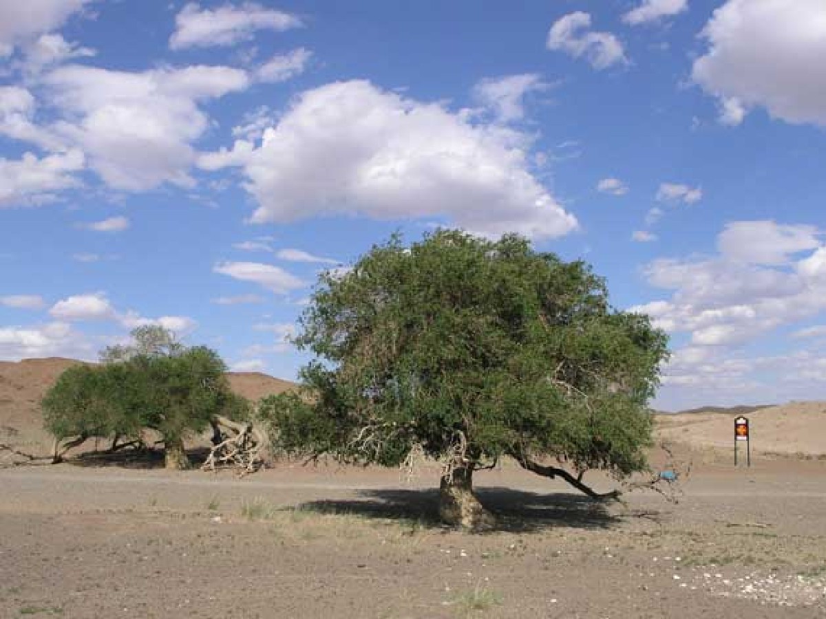Дребнолистен бряст — Ulmus pumila