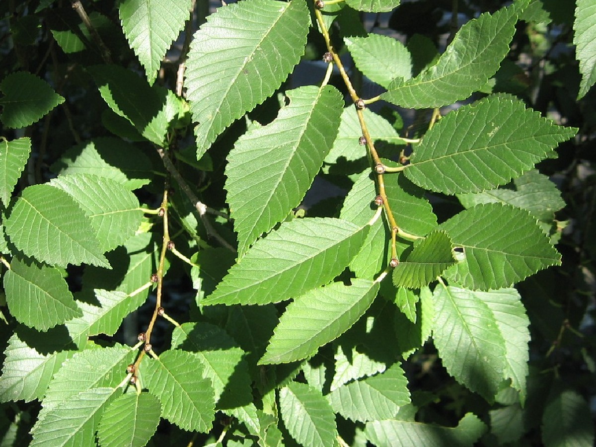 Дребнолистен бряст — Ulmus pumila