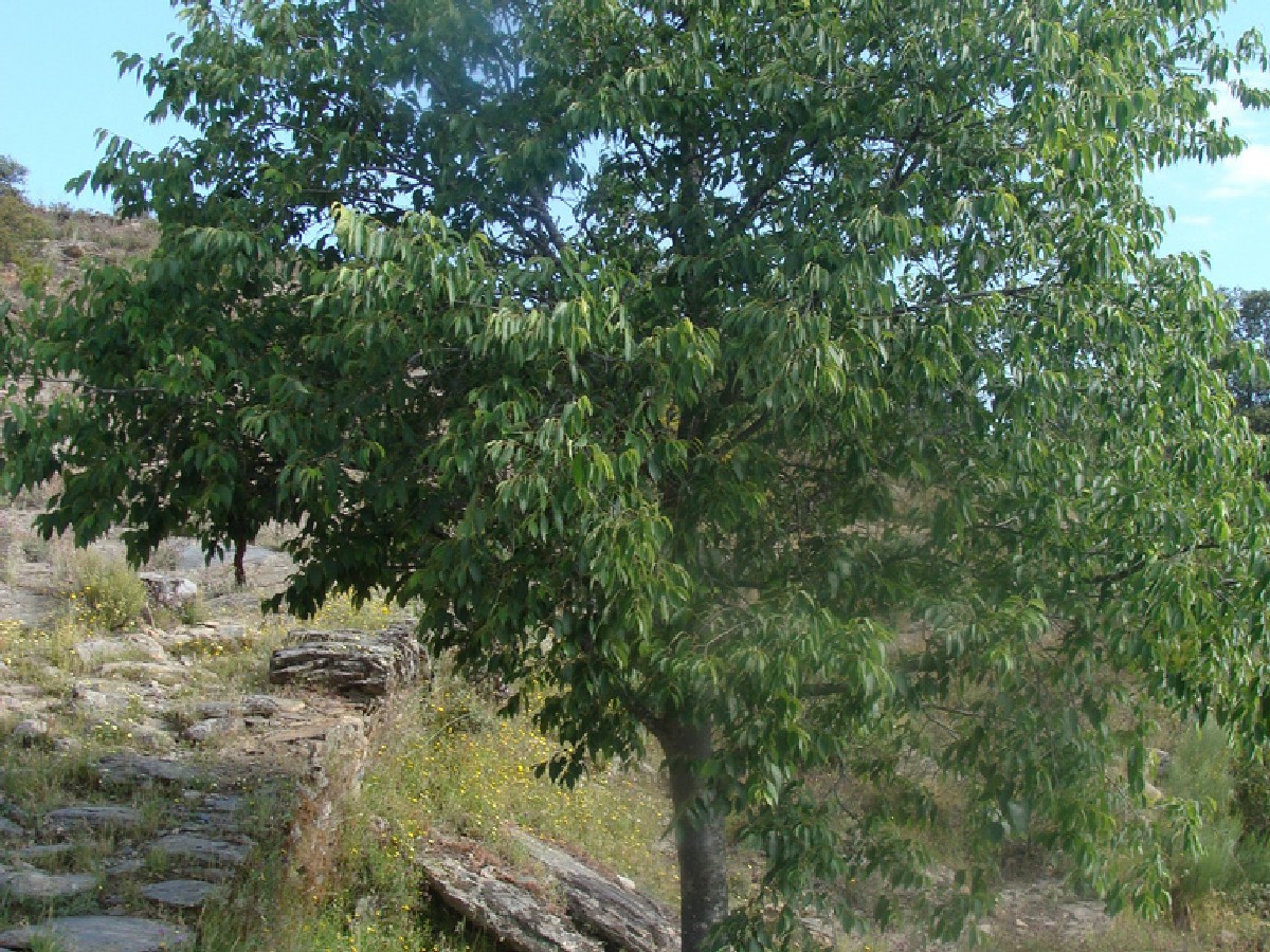 Южна копривка — Celtis australis