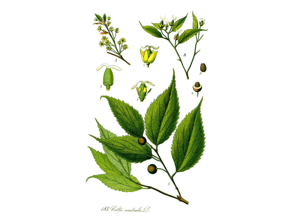 Южна копривка — Celtis australis