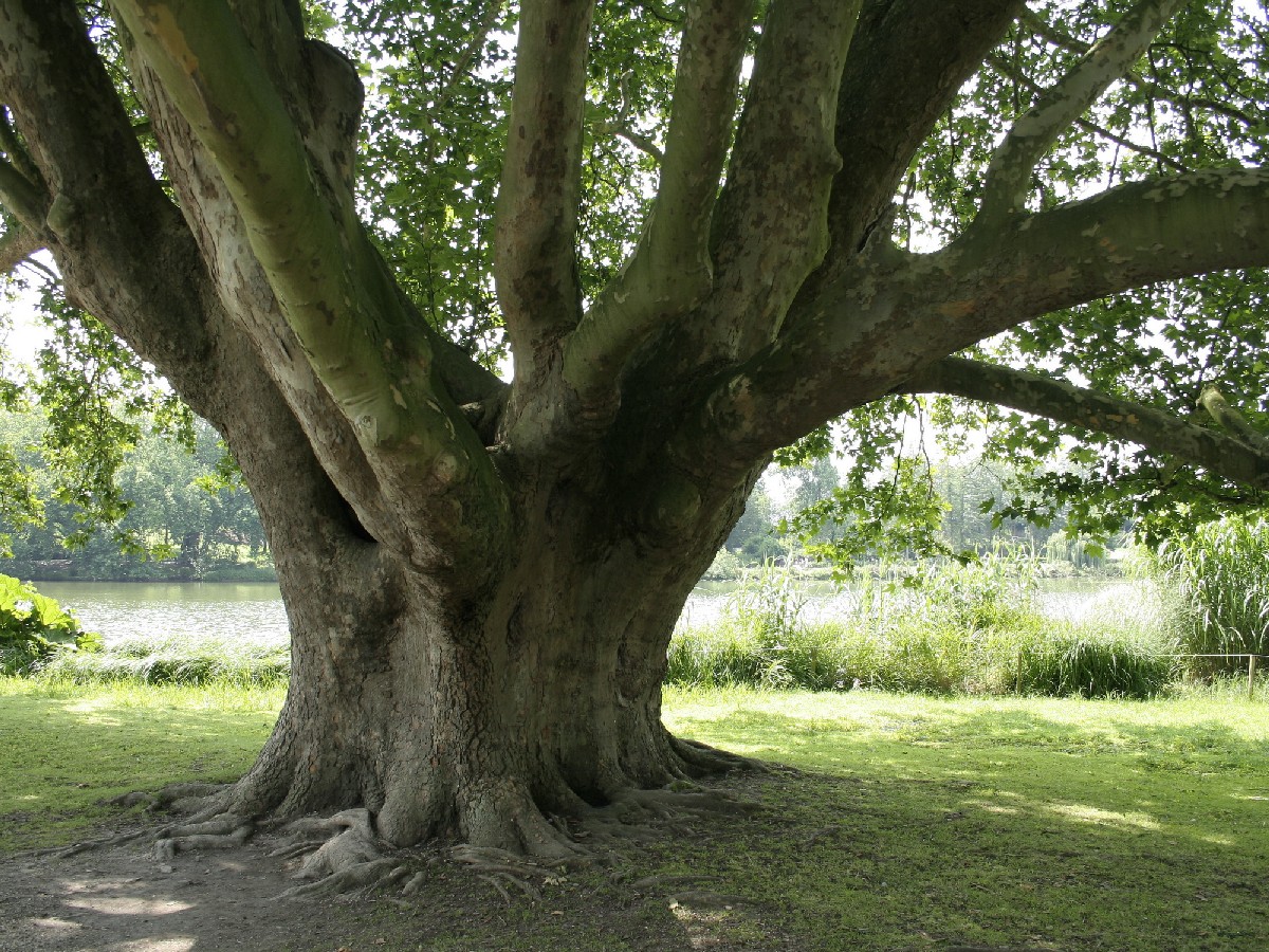 Източен чинар — Platanus orientalis