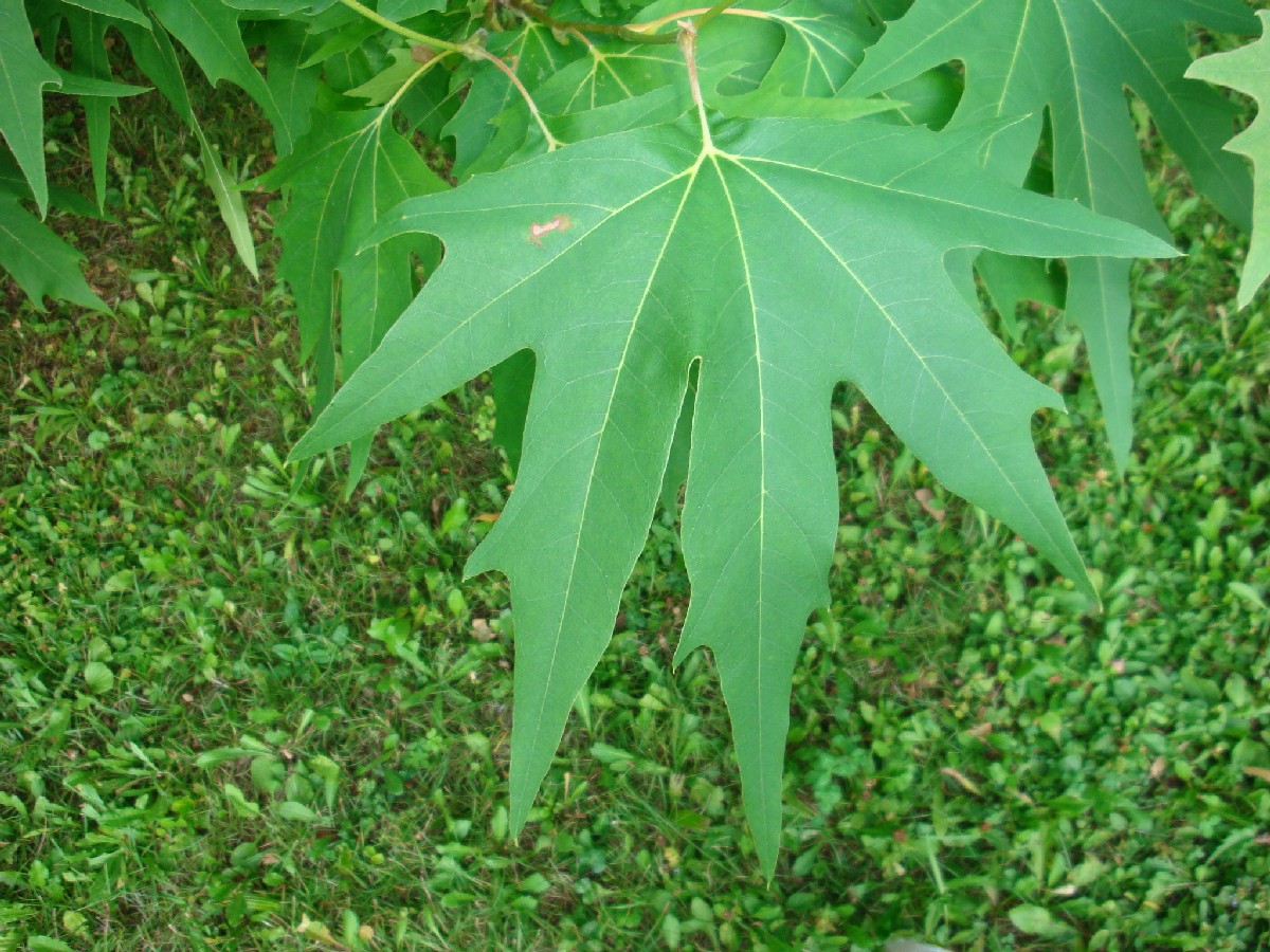 Източен чинар — Platanus orientalis
